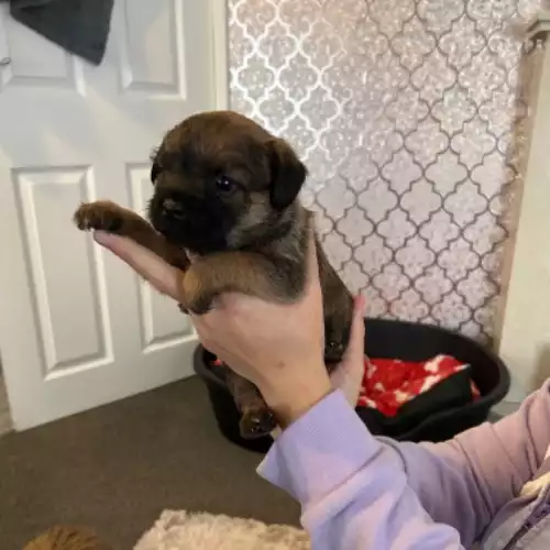 Border Terrier Dog For Sale in Durham, Durham, England