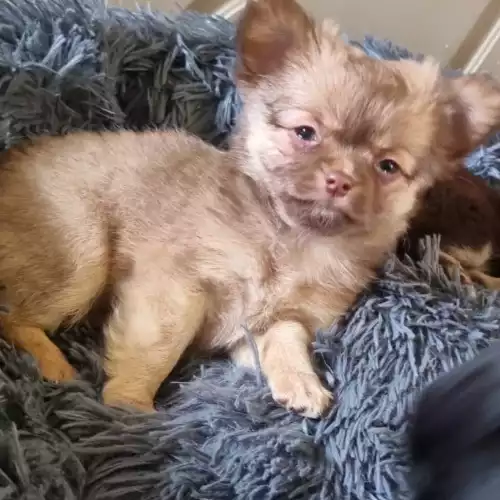 Chihuahua Dog For Sale in Wolverhampton, West Midlands, England