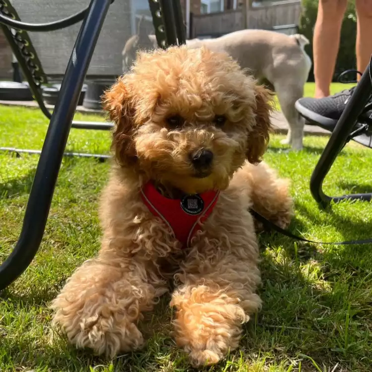 Toy Poodle Dog For Stud In Bath