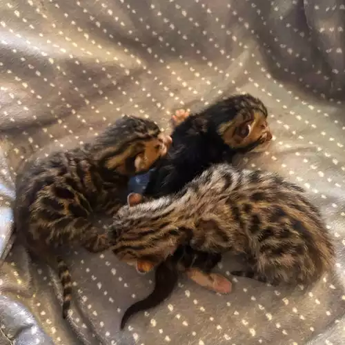 Bengal Cat For Sale in Brailsford, Derbyshire