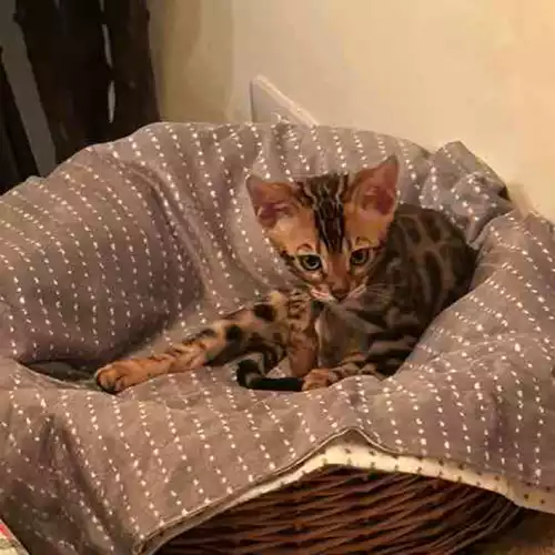 Bengal Cat For Sale in Brailsford, Derbyshire