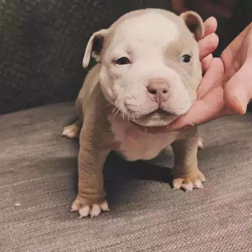 Lilac tri pocket bully for stud in Manchester