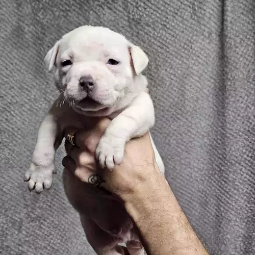 American Bully Dog For Sale in Manchester, Greater Manchester