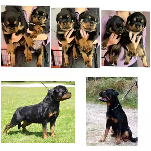 Rottweiler Dog For Sale in Bournemouth, Dorset