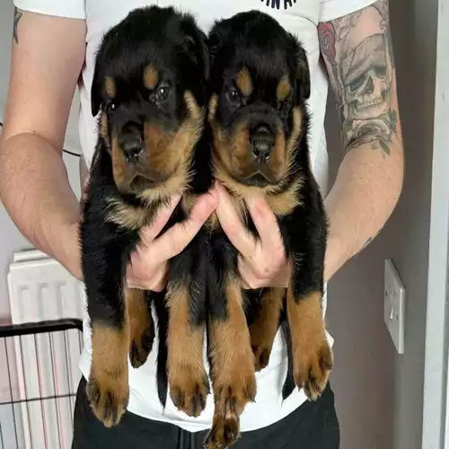 Rottweiler Dog For Sale in Bournemouth, Dorset