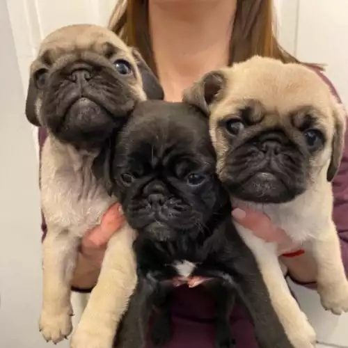 Pug Dog For Sale in Sheffield Park, South Yorkshire, England