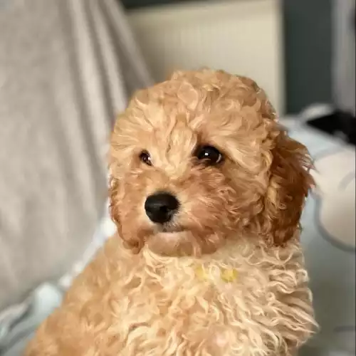 Cavapoo Dog For Sale in Stoke-on-Trent, Staffordshire, England