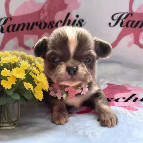 Chihuahua Dog For Sale in Peterborough, Cambridgeshire, England