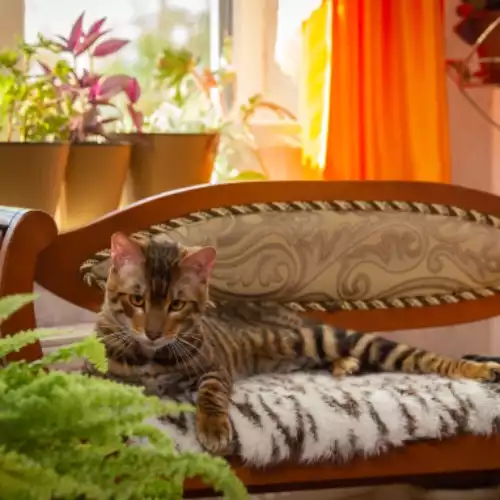 Toyger Cat For Adoption in Warsash, Hampshire, England