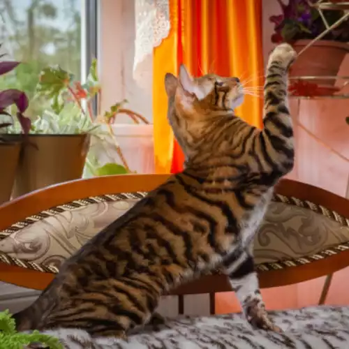 Toyger Cat For Adoption in Warsash, Hampshire, England