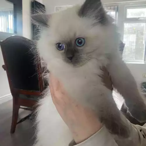 Ragdoll Cat For Sale in Manchester, Greater Manchester