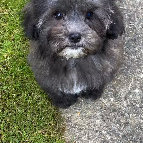 Poochon Dog For Sale in Blaenffos, Dyfed, Wales