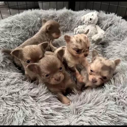 Chihuahua Dog For Sale in Paisley, Renfrewshire, Scotland
