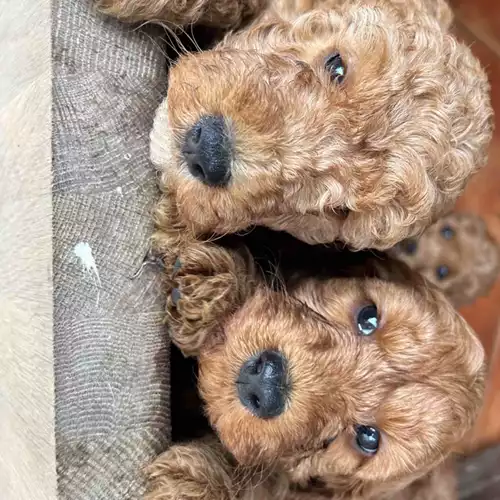 Cockapoo Dog For Sale in Hereford, Herefordshire