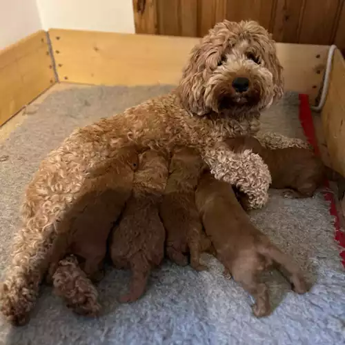 Cockapoo Dog For Sale in Hereford, Herefordshire