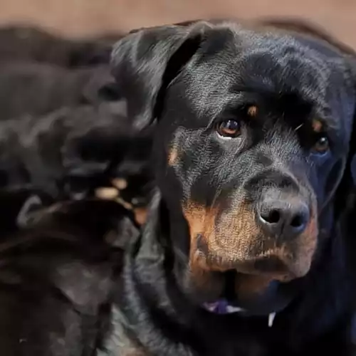 Rottweiler Dog For Sale in High Wycombe, Buckinghamshire, England