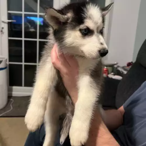 Siberian Husky Dog For Sale in Newport Pagnell, Buckinghamshire, England