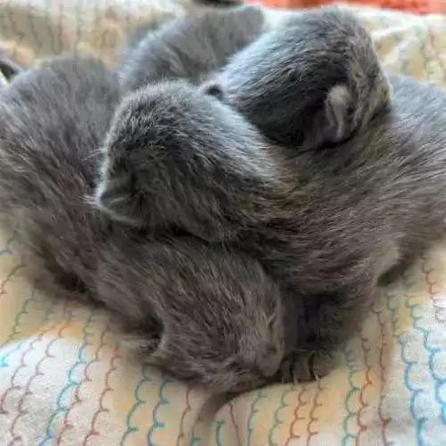 Russian Blue Cat For Sale in West Ealing, Greater London, England