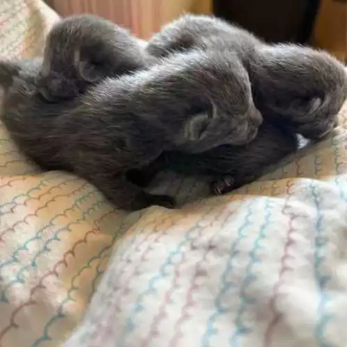 Russian Blue Cat For Sale in West Ealing, Greater London, England