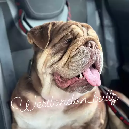 English Bulldog Dog For Stud in Hayes, Greater London, England