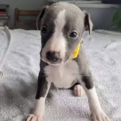 Whippet Dog For Sale in Thatcham, Berkshire