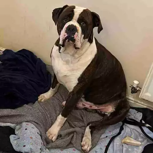 Alapaha Blue Blood Bulldog Dog For Adoption in Corby, Northamptonshire