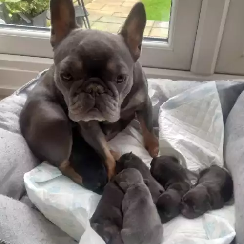 French Bulldog Dog For Sale in Bury, Greater Manchester, England