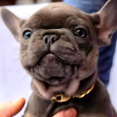 French Bulldog Dog For Sale in Bury, Greater Manchester, England