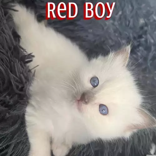 Ragdoll Cat For Sale in Openshaw, Greater Manchester