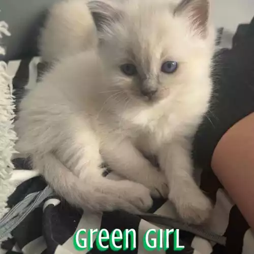 Ragdoll Cat For Sale in Openshaw, Greater Manchester