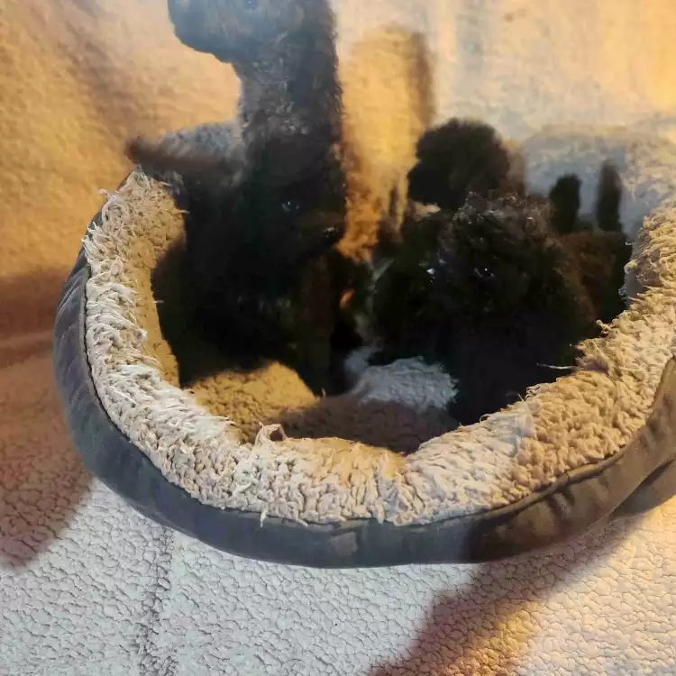 Toy Poodle Puppies For In Torquay