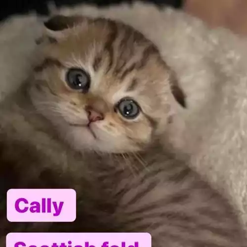 Scottish Fold Cat For Sale in London, Greater London