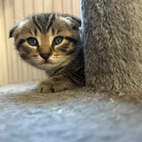 Scottish Fold Cat For Sale in Kettering, Northamptonshire, England