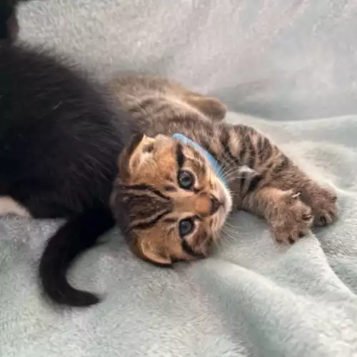 Scottish Fold Cat For Sale in Kettering, Northamptonshire, England