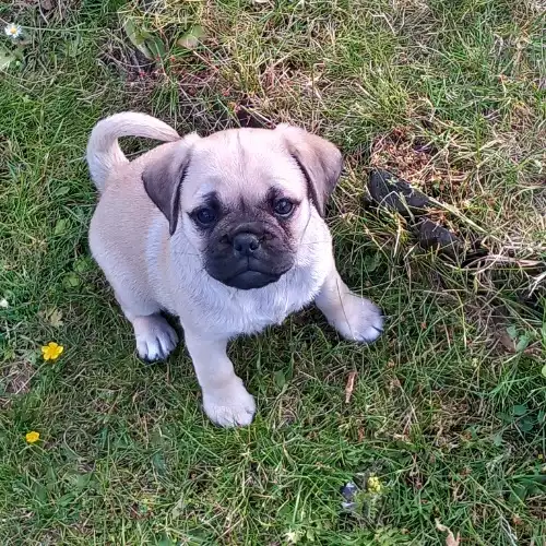 Pug Dog For Sale in Scunthorpe, Lincolnshire, England