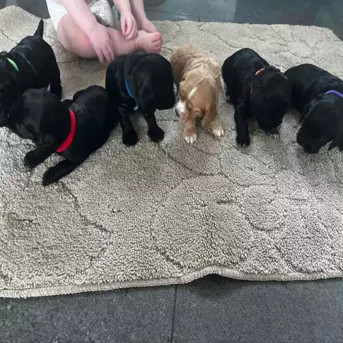 Cocker Spaniel Dog For Sale in Maidstone, Kent