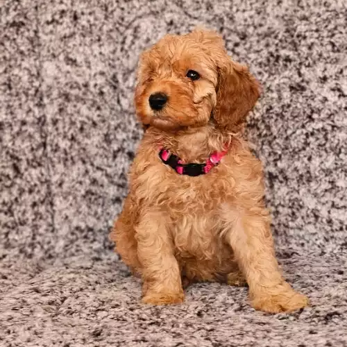 Labradoodle Puppies And Dogs For