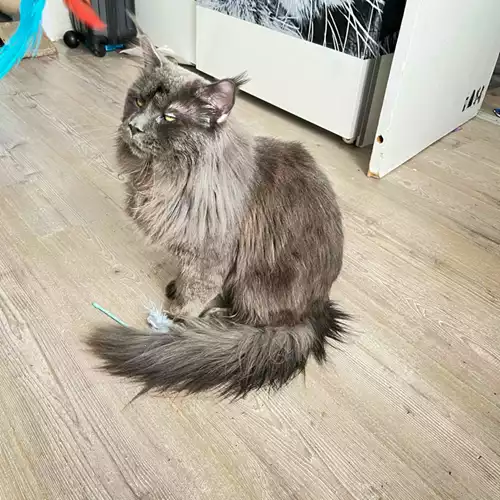 Maine Coon Cat For Stud in London, Greater London