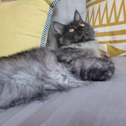 Maine Coon Cat For Sale in London, Greater London, England
