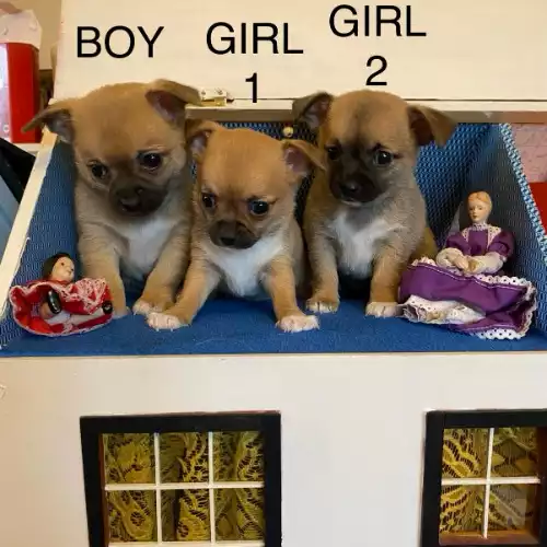 Chihuahua Dog For Sale in Hoo St Werburgh, Kent, England