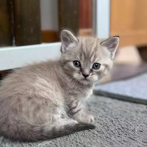 Persian Cat For Sale in Horley, Surrey