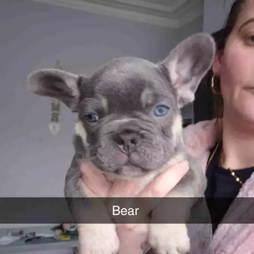 French Bulldog Dog For Sale in Blackpool, Lancashire