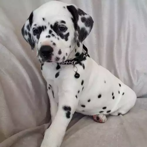 Dalmatian Dog For Sale in Gainsborough, Lincolnshire, England