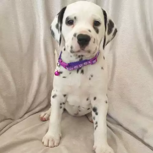 Dalmatian Dog For Sale in Gainsborough, Lincolnshire, England