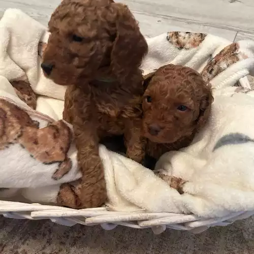 Cockapoo Dog For Sale in Wigan, Greater Manchester, England