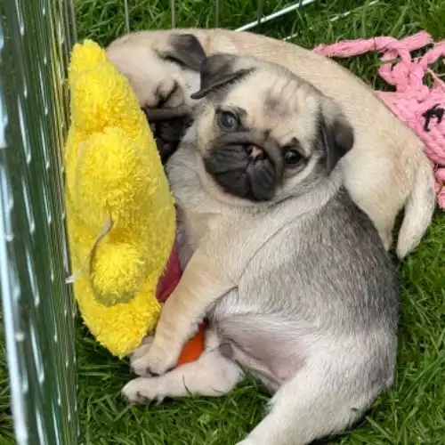 Pug Dog For Sale in Coalville, Leicestershire, England