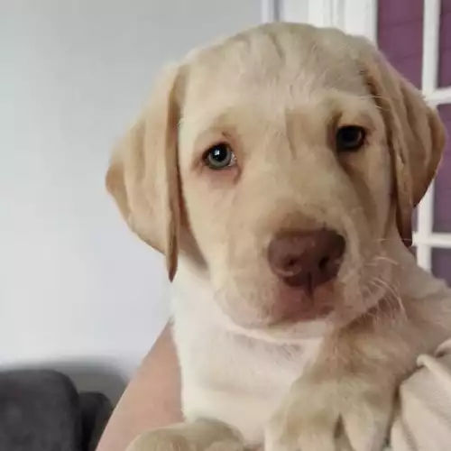 Labrador Retriever Dog For Sale in Southampton, Hampshire, England
