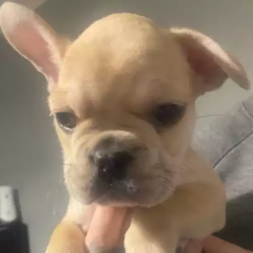 French Bulldog Dog For Sale in Irvine, Ayrshire and Arran, Scotland
