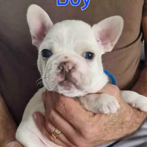 French Bulldog Dog For Sale in Southminster, Essex