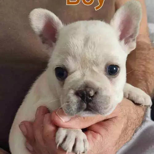 French Bulldog Dog For Sale in Southminster, Essex